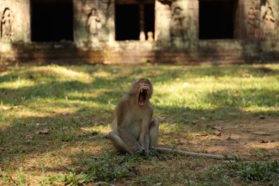 Lion sitting on field