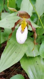 Close-up of white flower blooming outdoors