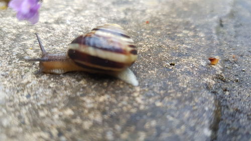 snail