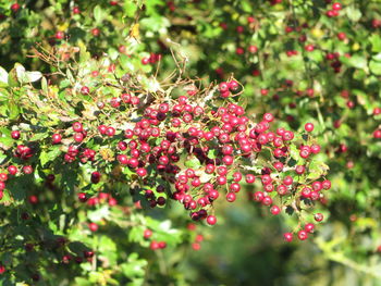 Close-up of red berries growing on plant