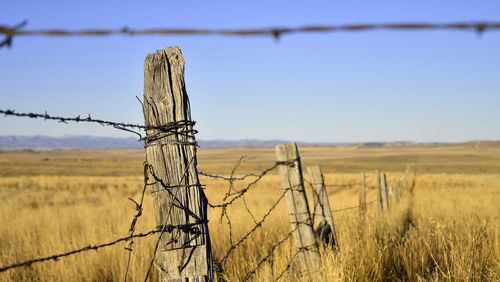 barbed wire