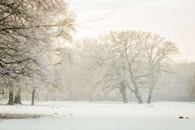 Bare trees on snow covered landscape against sky