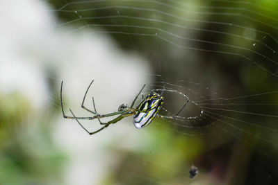 Close-up of spider on web