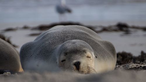 Close-up of sea lion on beach