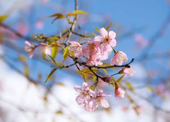 Apple blossoms in spring