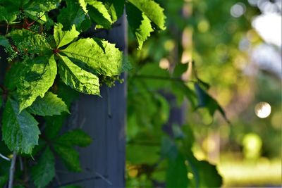 Close-up of ivy growing on tree