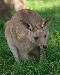 Close-up of rabbit on field