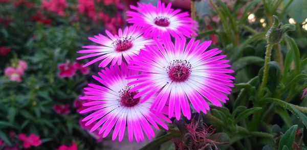 Close-up of pink flowering plants