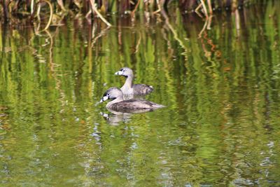 Duck swimming in lake