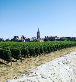 Scenic view of agricultural field against clear blue sky