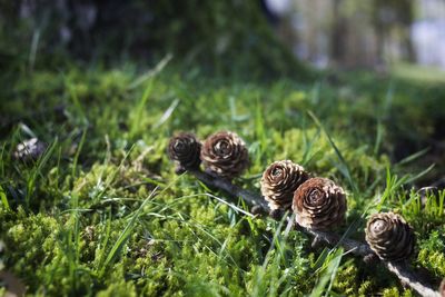 Close-up of plant on grass