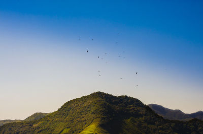 Low angle view of birds flying against clear blue sky