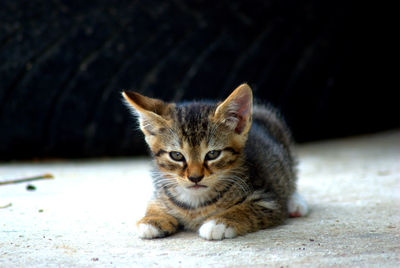 Portrait of kitten relaxing on footpath