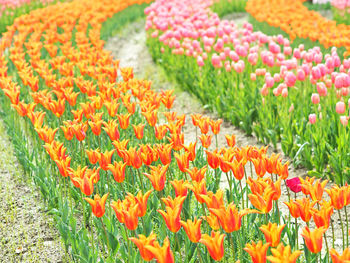 Close-up of multi colored tulips on field