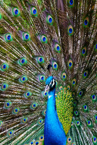 Peacock with feathers out