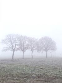 Bare trees on field against sky