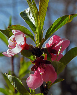 Close-up of pink flowers against sky