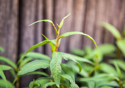 Close-up of plant