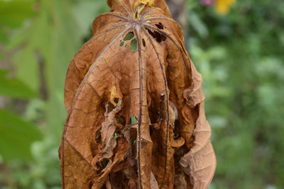 Close-up of dried plant on tree trunk