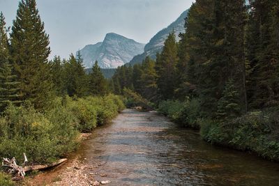 Scenic view of forest against sky