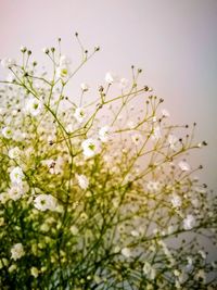 Close-up of blooming tree against sky