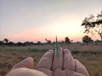 Close-up of hand holding plant at field against sky