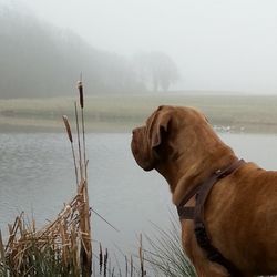 Close-up of dog in water