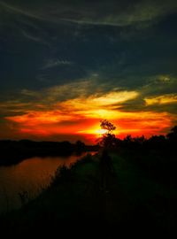 Silhouette of trees at sunset