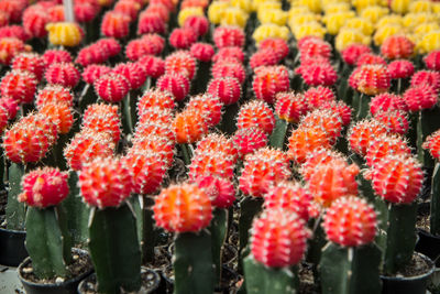 Close-up of red flowering plants
