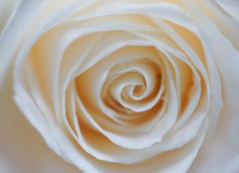 Close-up of white rose