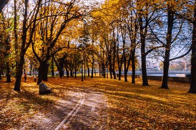 Footpath amidst trees in park during autumn