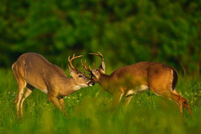 Deer in a field