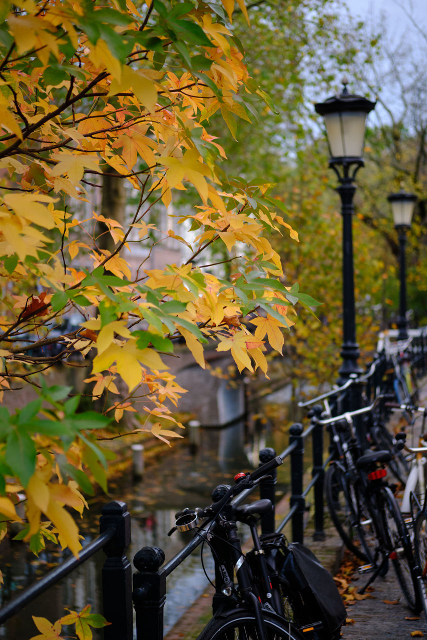autumn, bicycle, tree, leaf, transportation, nature, plant part, street, plant, lighting equipment, no people, street light, mode of transportation, architecture, city, yellow, day, outdoors, land vehicle, vehicle, built structure, sports equipment, building exterior, flower, travel, beauty in nature, cycling, branch, focus on foreground, spring