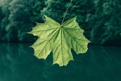 Wet leaf against lake