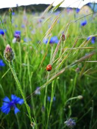 Close-up of ladybug on purple flower