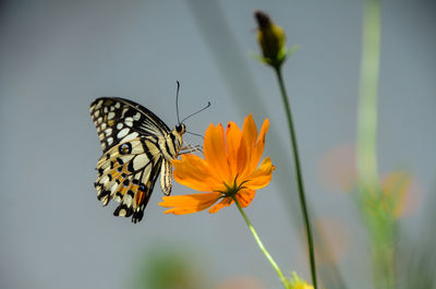 Close-up of butterfly pollinating on yellow flower