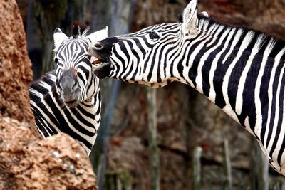 View of a zebra