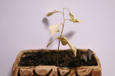 Close-up of leaf over white background