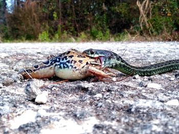 Close-up of snake on field