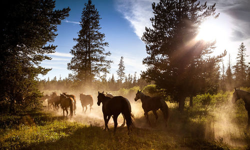 Horses grazing on field