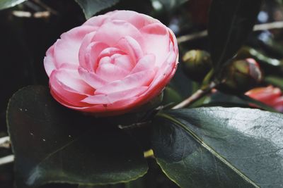 Close-up of pink rose blooming outdoors