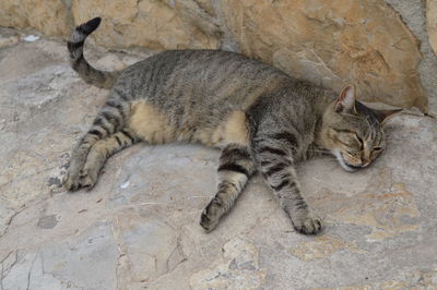 High angle view of cat sleeping on rock