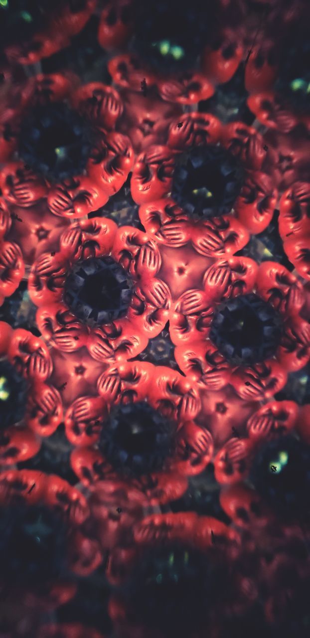 FULL FRAME SHOT OF RED FLOWERING PLANTS