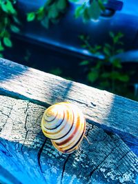 Close-up of snail on wood