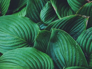 Full frame shot of green leaves