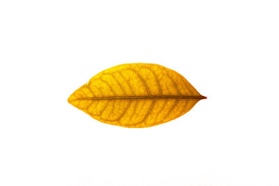 Close-up of yellow autumn leaves against white background