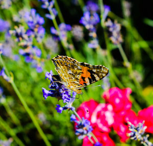 Close-up of butterfly pollinating on purple flower