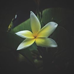 Close-up of yellow flower