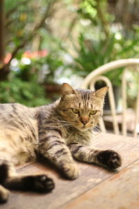 Portrait of a cat resting