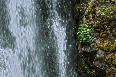 Close-up of waterfall against trees